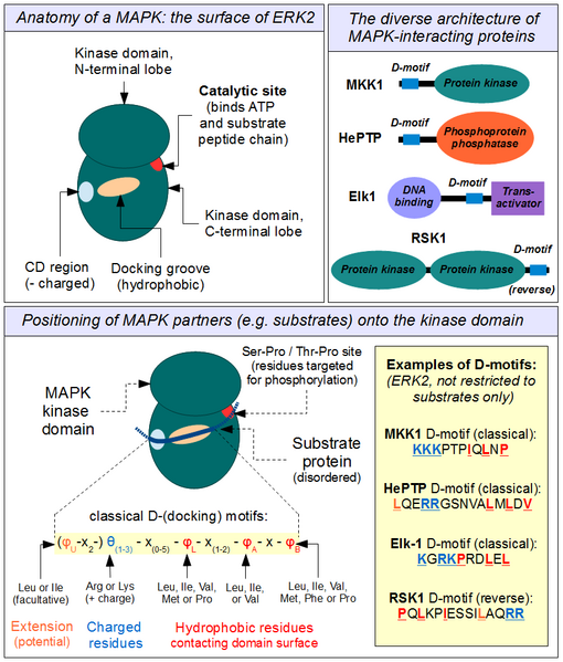 File:D-motif-overview.png