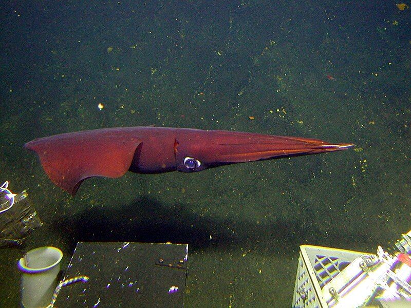 File:Deep sea squid.jpg