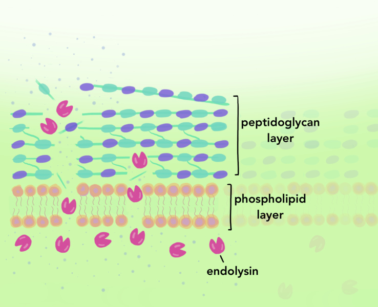 File:Endolysin cleavage.png