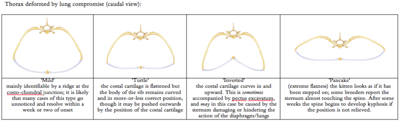 File:FCKSdeformedThorax.png