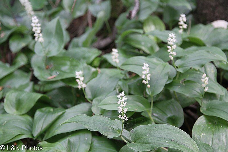 File:Flowers Maianthemum canadense.jpg