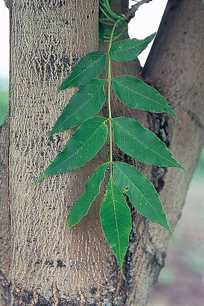 File:Fraxinus mandschurica USDA.jpg