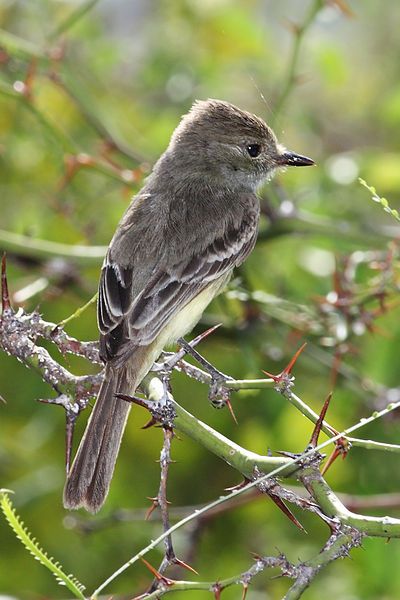 File:Galapagos-flycatcher-floreana.jpg