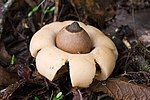 Geastrum saccatum