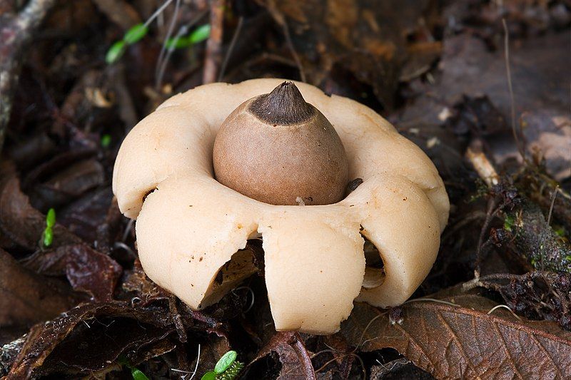 File:Geastrum saccatum.jpg