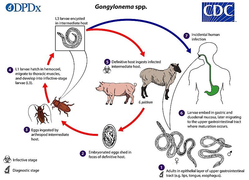 File:Gongylonema LifeCycle lg.jpg