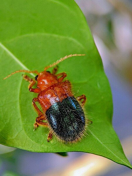 File:Goniopleura auricoma 261376489.jpg