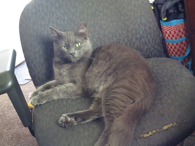 File:Gray-cat-on-chair.jpg