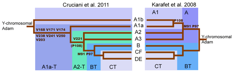 File:Haplogroup A tree.png