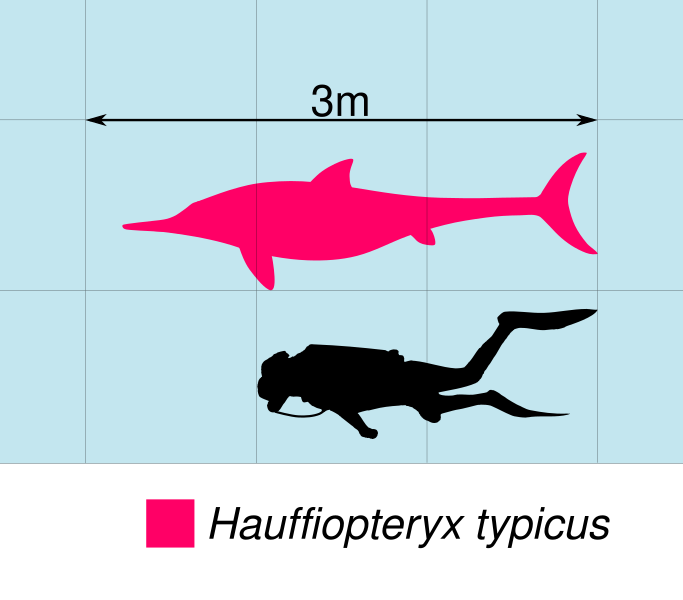 File:Hauffiopteryx Scale.svg