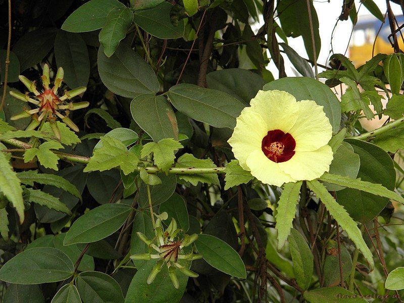 File:Hibiscus surattensis.jpg