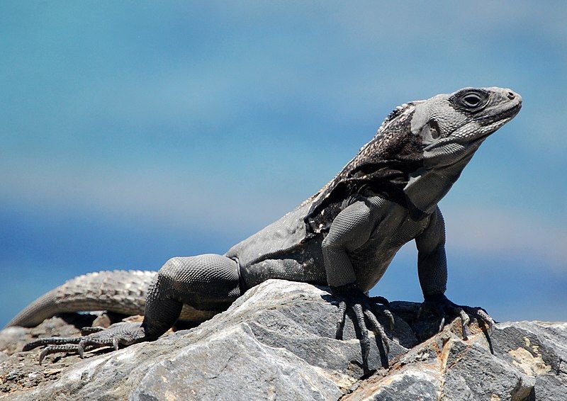 File:Honduran spinytailed iguana.jpg