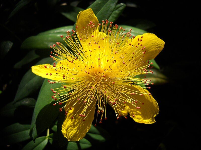 File:Hypericum Calycinum 2.JPG