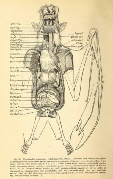 File:Hypsignathus monstrosus anatomy.png