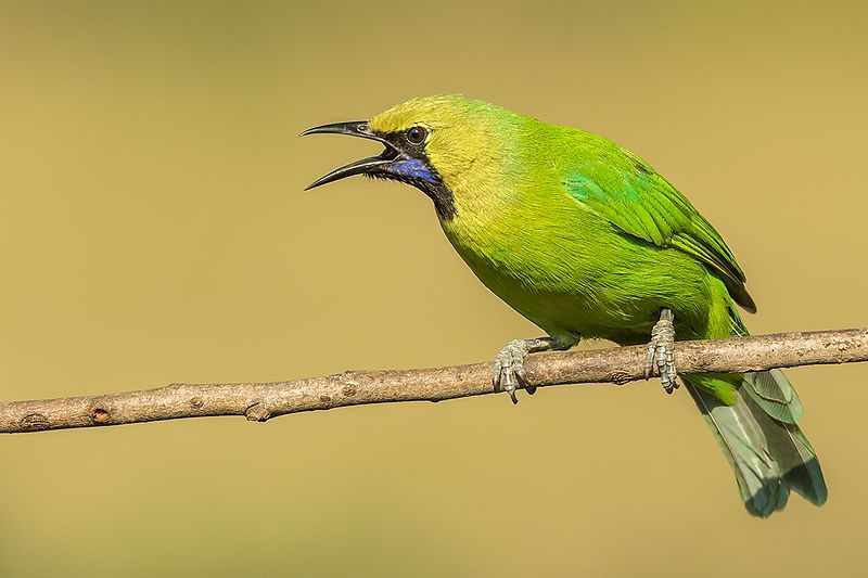 File:Jerdon's Leafbird.jpg