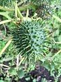 Jimsonweed seed capsule