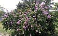 Flowering small tree (Narsingdi, Bangladesh)