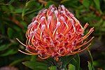 Leucospermum