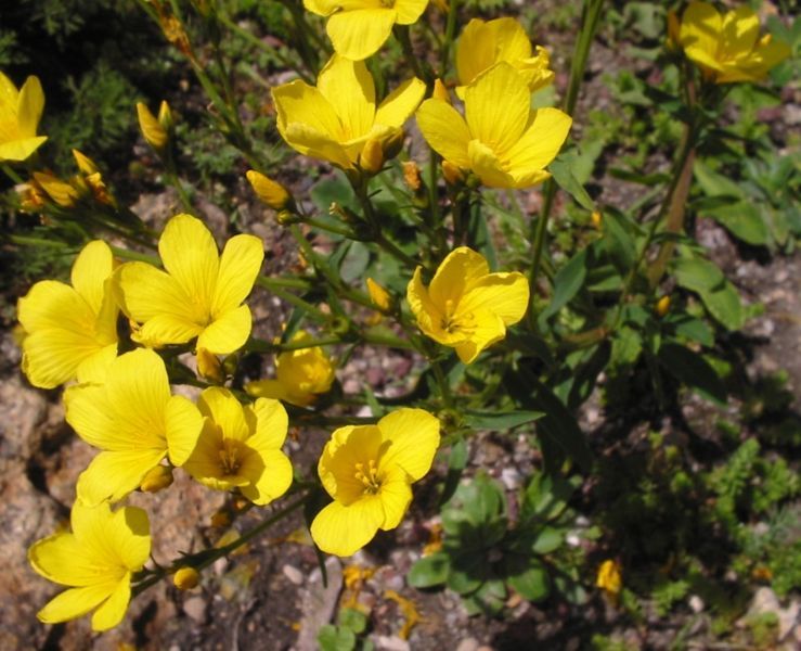 File:Linum dolomiticum.jpg