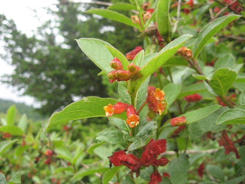 File:Lonicera involucrata ledebourii.jpg