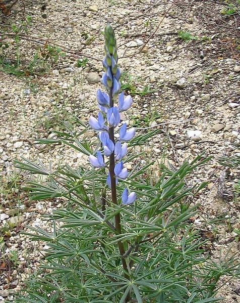 File:Lupinus angustifolius (1).jpg