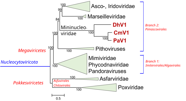 File:MBio-2020-Subramaniam-e02938-19.F3.large.Tree (annotated).svg