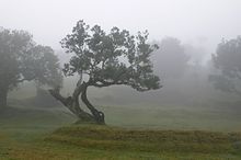 Large trees with grass between them in mist