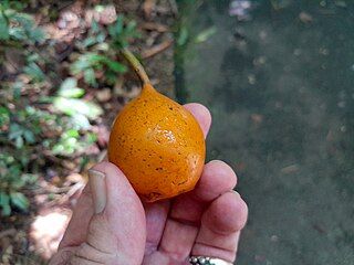 Fruit (fruitlet)