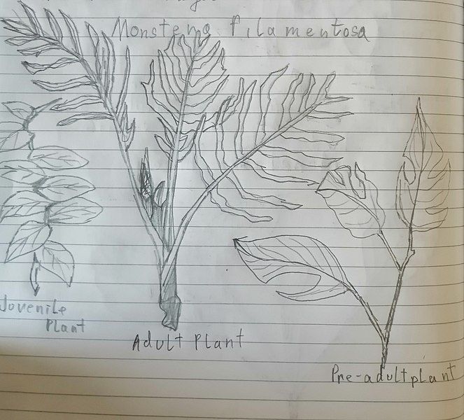 File:Monstera filamentosa sketch.jpg