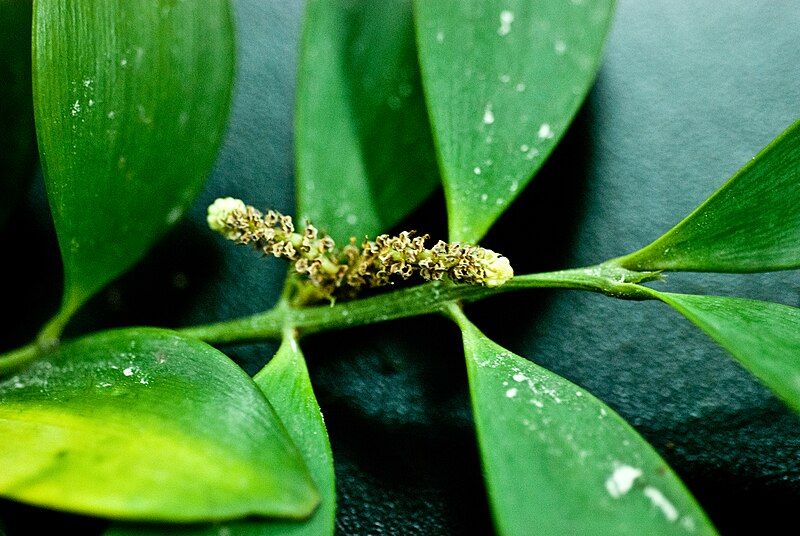 File:Nageia pollen cones.jpg