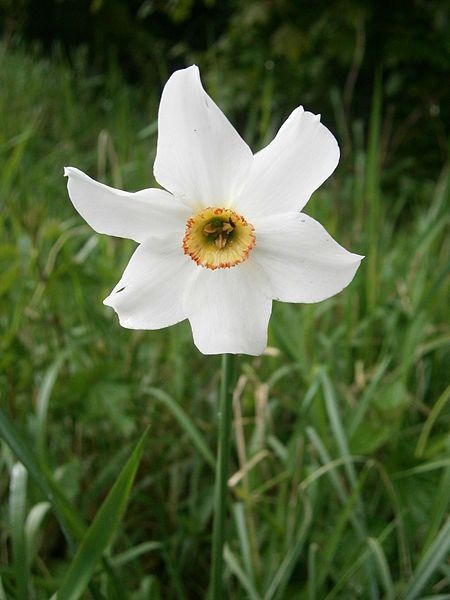 File:Narcissus poeticus002.jpg