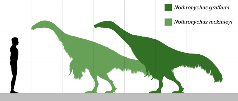 File:Nothronychus size.png