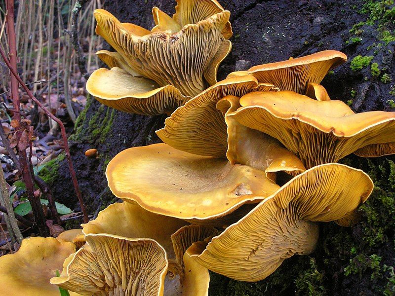 File:Omphalotus olivascens 125218.jpg