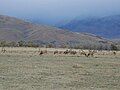 Elk in Owens Valley