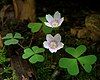 The wood shamrock (Oxalis montana)