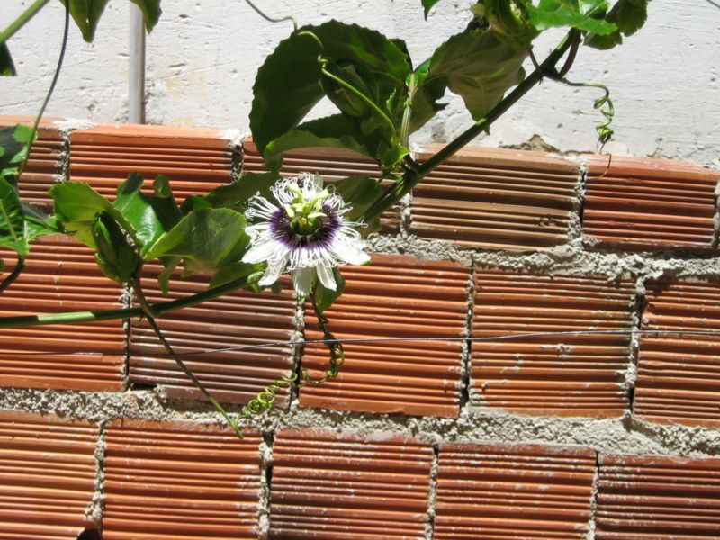 File:Passion fruit flower.jpg