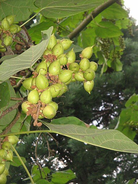 File:Paulownia fruits.jpg