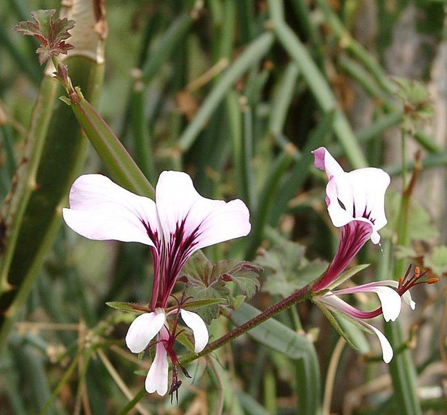 File:Pelargonium tetragonum.jpg