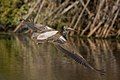 Spot-billed pelican