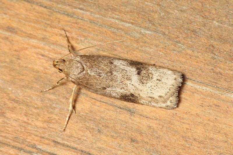 File:Phaeosaces apocrypta 173062803.jpg