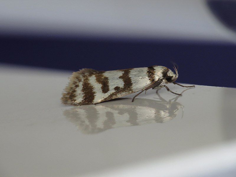 File:Philobota impletella (15562075837).jpg