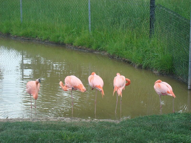 File:PinkFlamingosNiagara.jpg