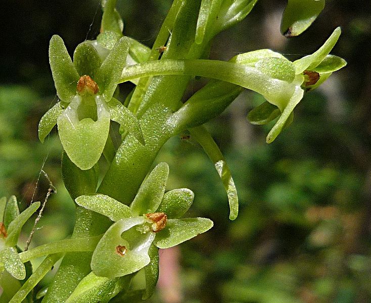 File:Piperia-michaelii-flower.jpeg