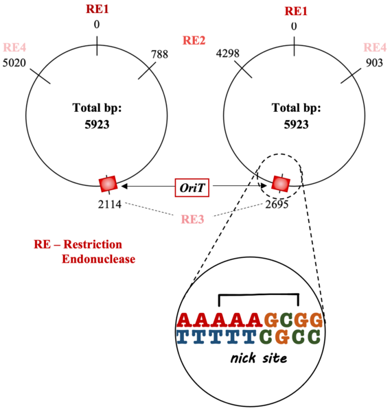 File:Plasmid oriT.png