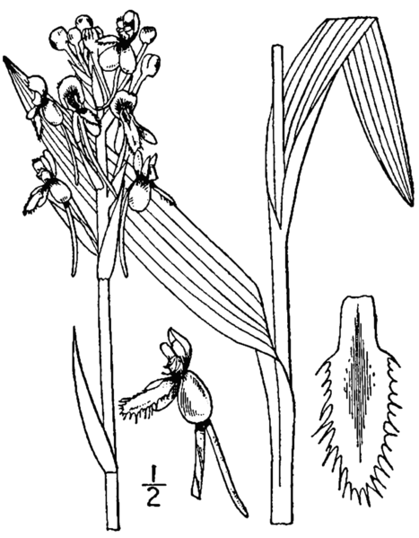 File:Platanthera blephariglottis-linedrawing.png