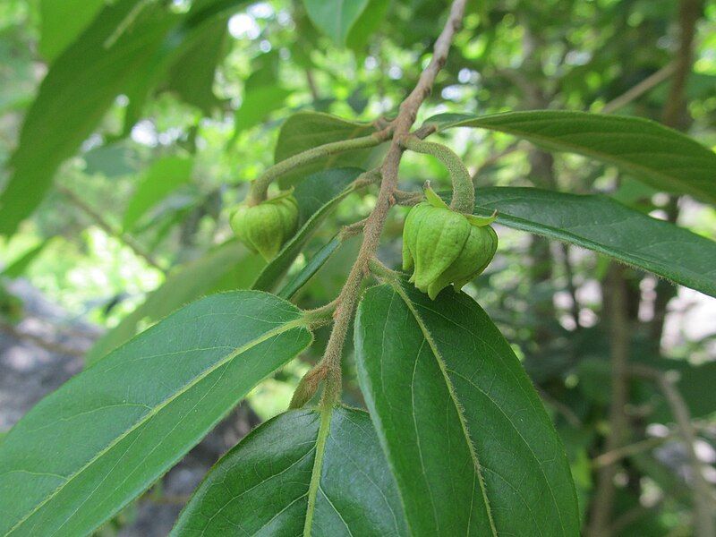 File:Polyalthia cerasoides flowers.jpg