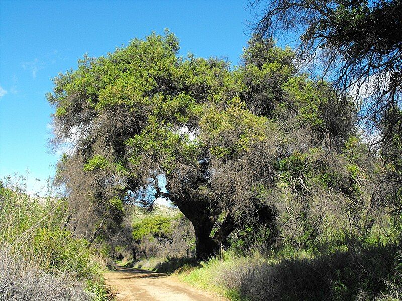 File:Quercus-agrifolia.jpg