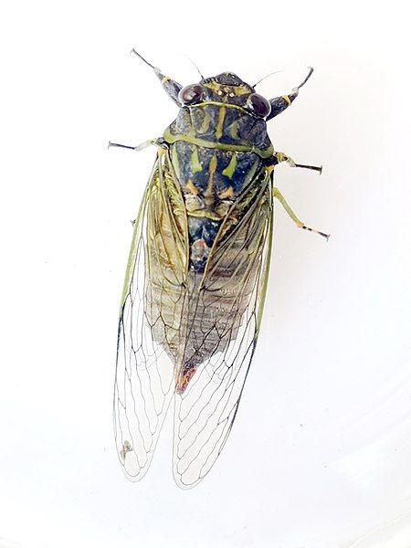 File:Quintilia rufiventris00.jpg