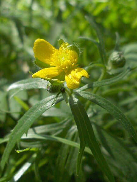 File:Ranunculus auricomus.jpg