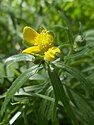 A flower from the Ranunculus auricomus complex, part of the Ranunculus genus